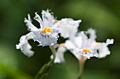 IRIS JAPONICA