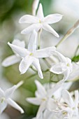 JASMINUM POLYANTHUM