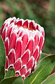 PROTEA CYNAROIDES