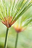 CYPERUS PAPYRUS