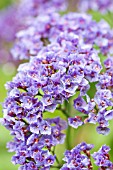 LIMONIUM SINUATUM