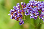 LIMONIUM SINUATUM