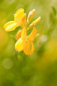 CORONILLA VALENTINA SUBSP. GLAUCA