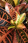 codiaeum petra