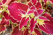 Coleus Solenostemon Glory of Luxembourg