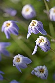 Ipheion uniflorum