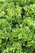 Lactuca, Lettuce Fristina, Lactuca sativa Fristina