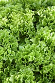 Lactuca, Lettuce Fristina, Lactuca sativa Fristina