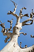 London plane, Platanus hispanica, Looking up through gnarly branches toward blue sky.