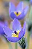 pulsatilla vulgaris subsp. grandis