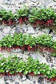 California fuchsia, Ribes speciosum, Growing outdoor against stone wall.