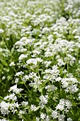 Asperula Woodruff - Sweet woodruff, Galium odoratum, galium odoratum