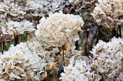 Hydrangea_Outdoor_shot_of_dead_flowers_in_winter
