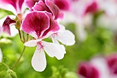 Pelargonium, Pelargonium Lara Maid, Pelargonium Lara Maid   Pelargonium Lara Maid