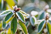 Rhododendron, Rhododendron, Rhododendron Hydon Rodney, rhododendron hydon rodney