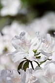 Rhododendron, Rhododendron, Rhododendron mucronatum, rhododendron mucronatum