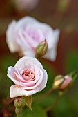 Rosa, Rose - Climbing rose, Rosa Climbing Cecile Brunner, rosa climbing cecile brunner