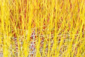 Willow Golden Ness, Salix alba Golden Ness, Mass of yellow stems growing outdoor.