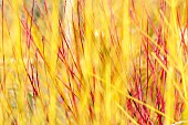 Willow Golden Ness, Salix alba Golden Ness, Mass of yellow stems growing outdoor.