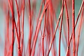 Salix, Willow - Scarlet, willowSalix alba Britzensis, Salix alba Britzenis