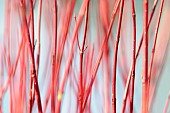 Salix, Willow - Scarlet, willowSalix alba Britzensis, Salix alba Britzenis