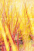 Salix, Willow Golden Ness, Salix alba Golden Ness, Salix alba Britzenis and salix alba golden ness
