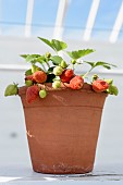 Fragaria, Strawberry, Fragaria cultivar strawberry
