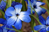 Tecophilaea, Chilean Blue Crocus, Tecophilaea cyanocrocus, Tecophilaea cyanocrocus