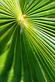 Trachycarpus Palm - Chinese fan palm, Trachycarpus fortuneitrachycarpus fortunei