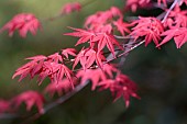 Acer, Japanese maple, Acer palmatum Shindeshojo, Acer palmatum shindeshojo