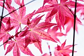 Acer, Japanese maple, Acer palmatum Shindeshojo, Acer palmatum shindeshojo