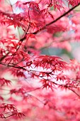 Acer, Japanese maple, Acer palmatum Shindeshojo, Acer palmatum shindeshojo