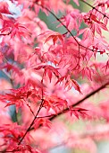 Acer, Japanese maple, Acer palmatum Shindeshojo, Acer palmatum shindeshojo