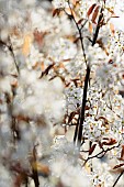 Amelanchier, Snowy mespilus, Amelanchier lamarckii, Amelanchier lamarckii