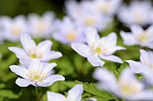 Anemone, Anemone, Anemone nemorosa Robinsoniana, anemone nemorosa robinsoniana