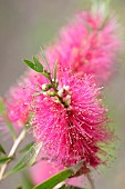 Callistemon, Bottlebrush Perth Pink, Callistemon citrinus Perth Pink, callistemon perth pink