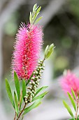 Callistemon, Bottlebrush Perth Pink, Callistemon citrinus Perth Pink, callistemon perth pink