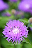 Centaurea, Cornflower, Centaurea dealbata John Coutts, centaurea dealbata john coutts