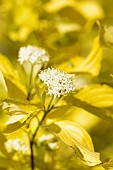 Cornus, Dogwood – Golden Tartarean dogwood, Cornus alba Aurea, Cornus alba Aurea