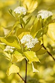 Cornus, Dogwood – Golden Tartarean dogwood, Cornus alba Aurea, Cornus alba Aurea