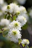 Fothergilla Mountain witch alder, Fothergilla major Monticola Group, Fothergilla major monticola group