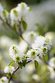 Fothergilla Mountain witch alder, Fothergilla major Monticola Group, Fothergilla major monticola group