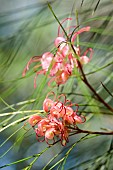 Grevillea, Grevillea - Johnsons grevillea, Grevillea johnsonii, grevillea johnsonii