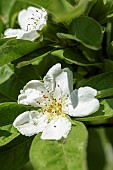 Mespilus, Medlar, Mespilus germanica, Iranian Medlar