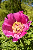 Paeonia, Peony - Tree Peony Leda, Paeonia lutea Leda, Paeonia leda