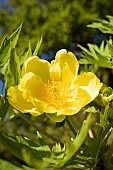 Paeonia, Peony - Tree peony, Paeonia delavayi lutea, PAEONIA DELAVAYI LUTEA