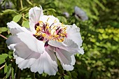 Paeonia, Peony - Rocks tree peony, Paeonia rockii, paeonia rockii