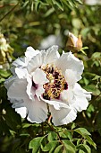 Paeonia, Peony - Rocks tree peony, Paeonia rockii, paeonia rockii