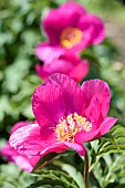 Paeonia, Peony - Coral peony, Paeonia mascula arietina, paeonia mascula arietina