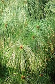 Cyperus Papyrus, Cyperus papyrus, Cyperus papyrus
